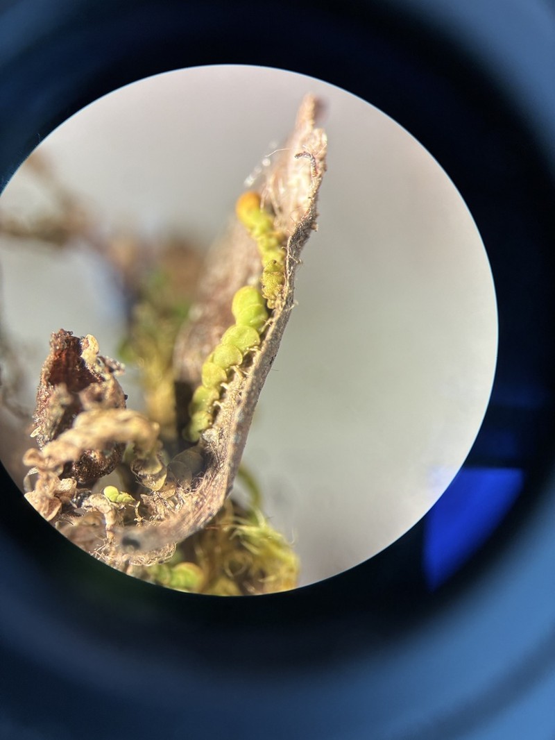 Arnellia fennica photo 6