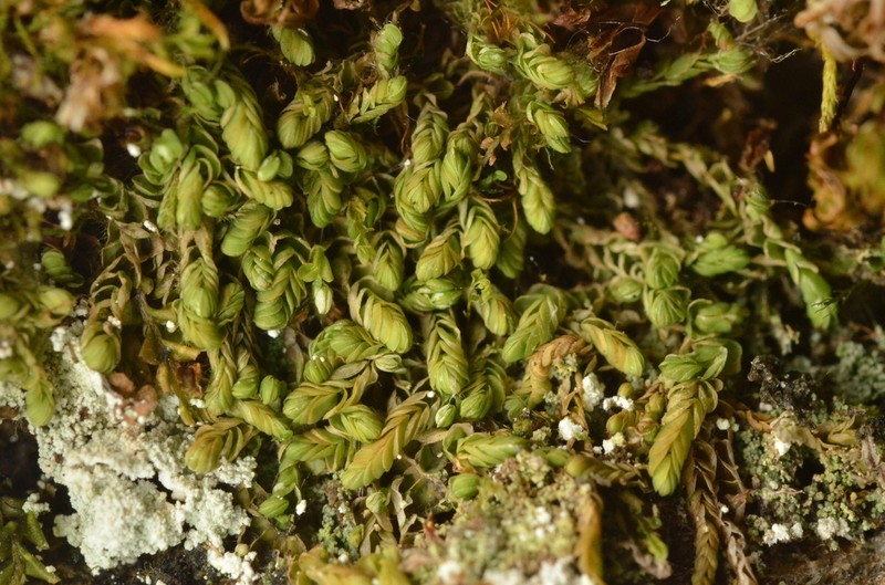 Arnellia fennica photo 7