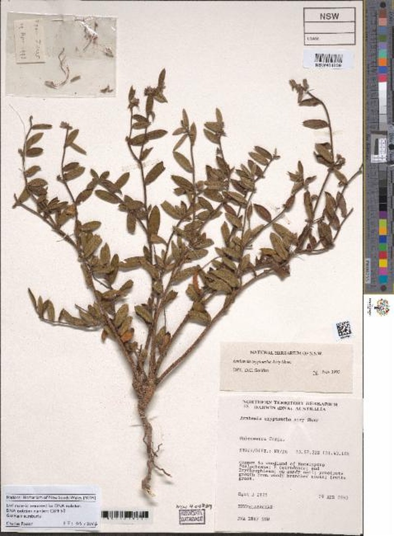 Arnhemia cryptantha photo 2
