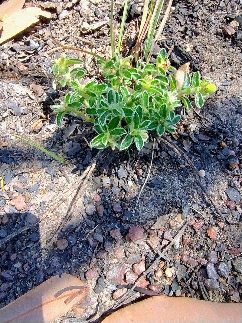 Arnhemia cryptantha
