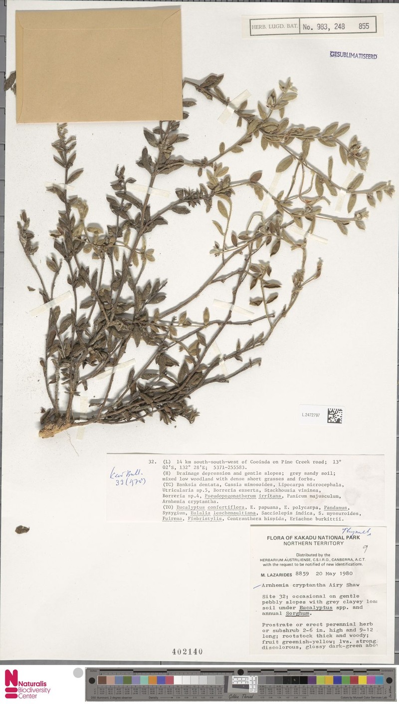 Arnhemia cryptantha photo 3