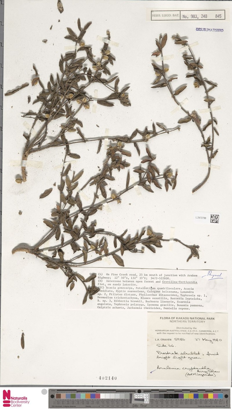 Arnhemia cryptantha photo 4