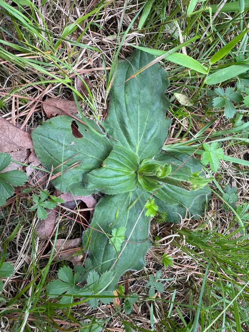 Common Leopardbane