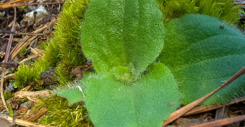 Common Leopardbane photo 2