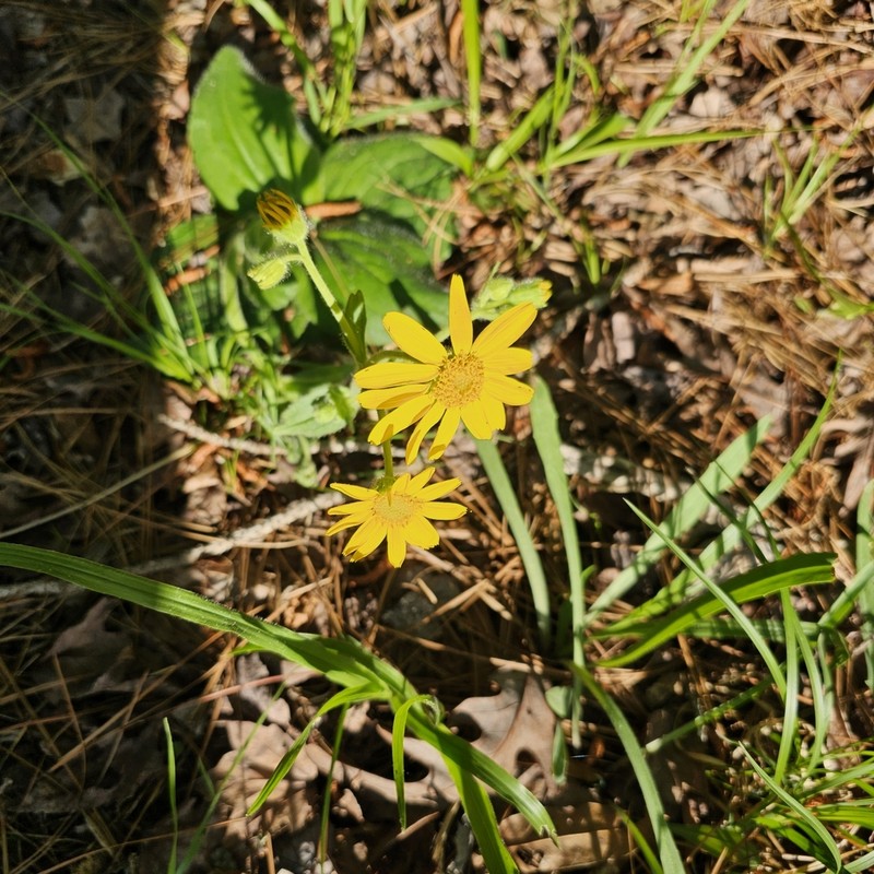 Common Leopardbane photo 3