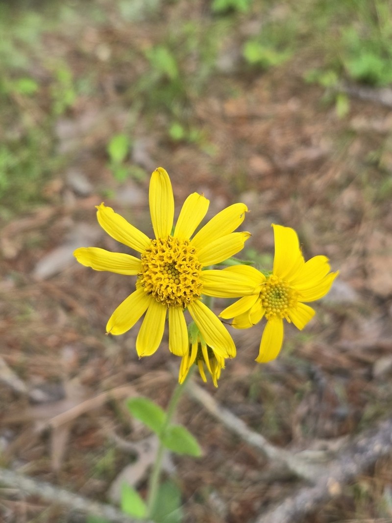 Common Leopardbane photo 4