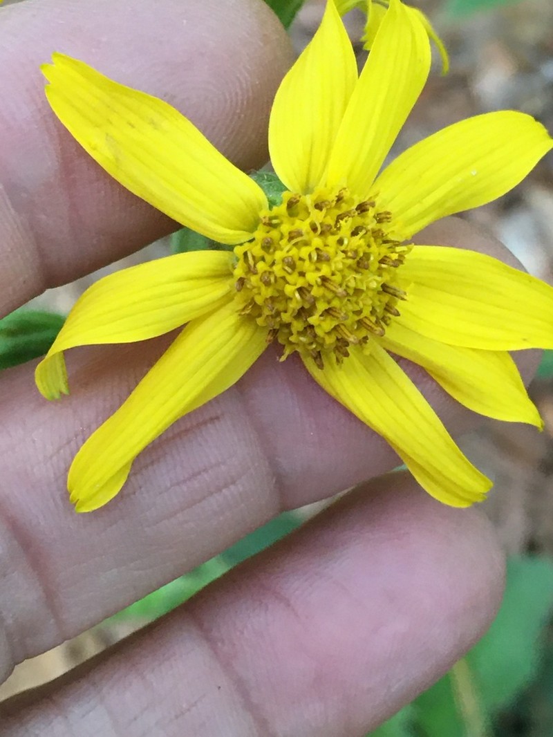 Common Leopardbane photo 5