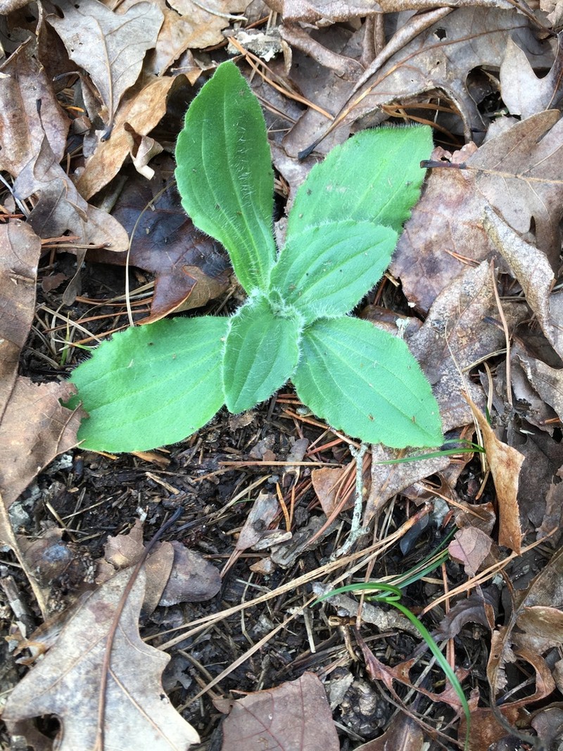 Common Leopardbane photo 6