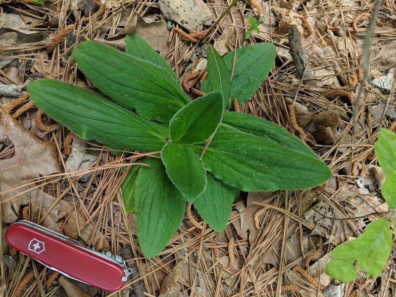 Common Leopardbane photo 7