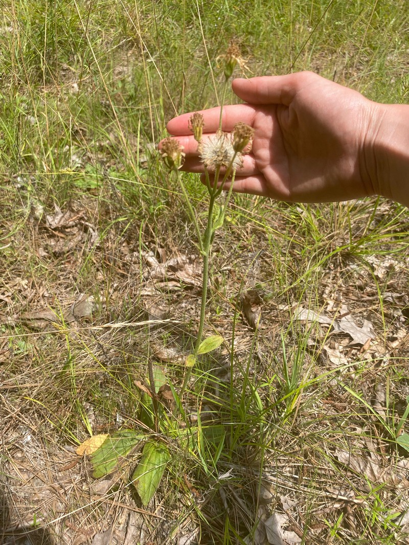 Common Leopardbane photo 8
