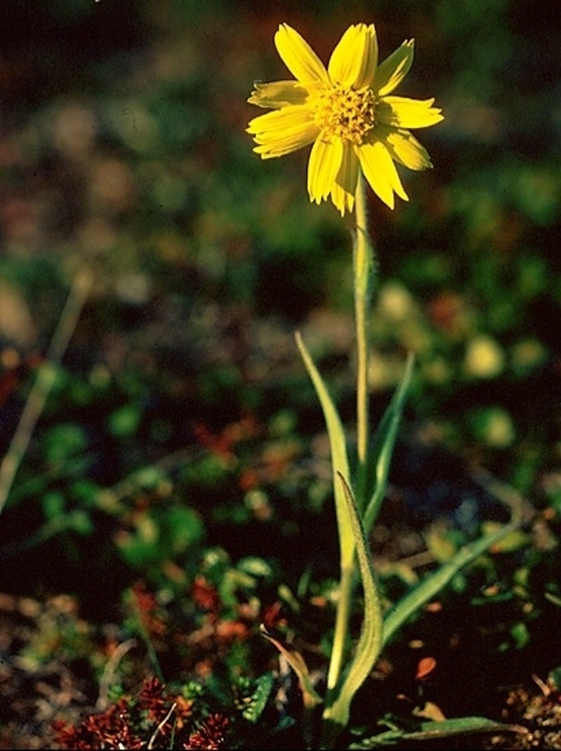 Arnica alpina