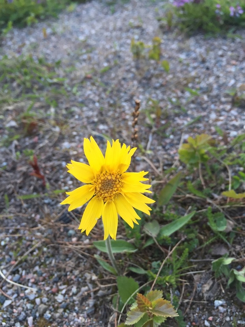 Arnica alpina photo 2