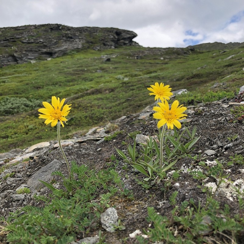 Arnica alpina photo 3