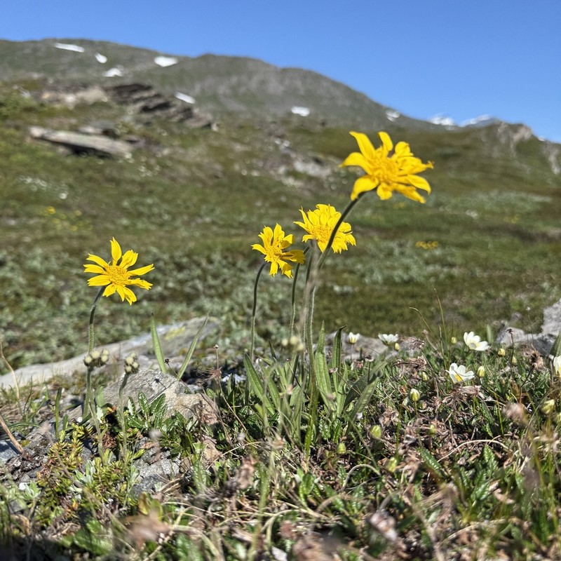 Arnica alpina photo 4