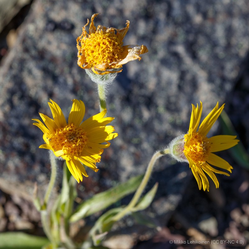 Arnica alpina photo 5