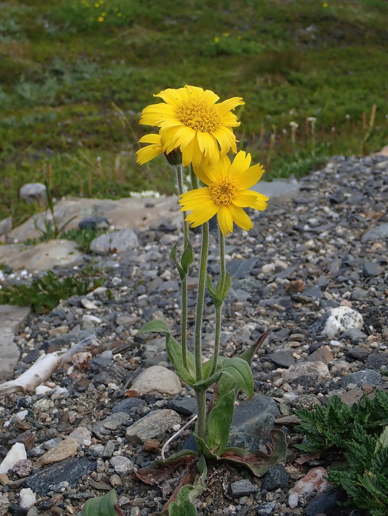 Arnica alpina photo 6