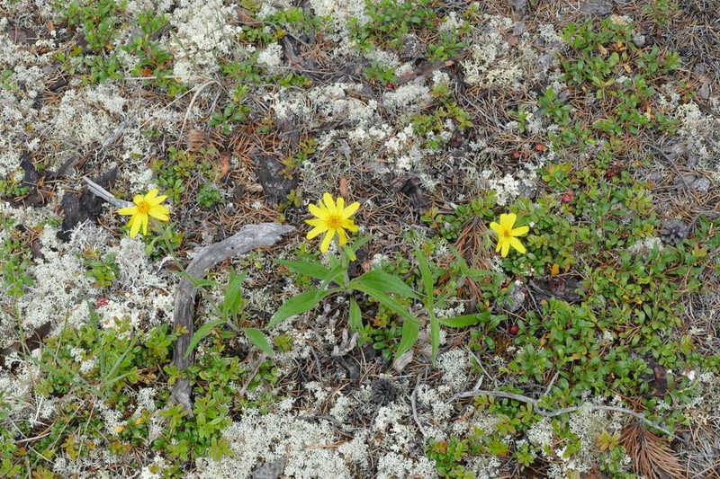 Arnica alpina photo 7