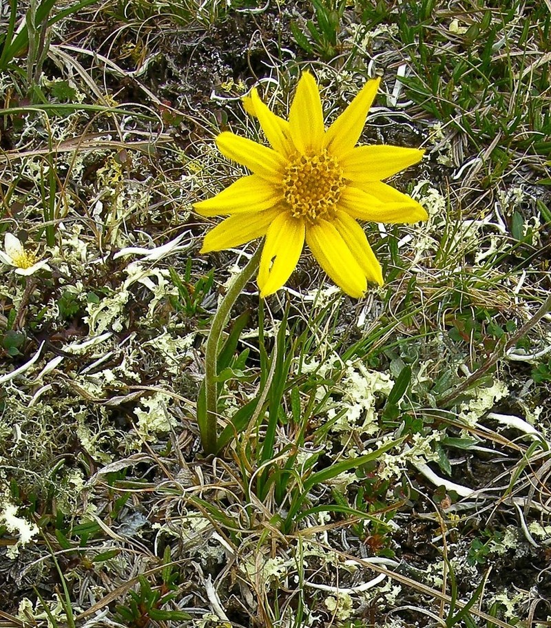Arnica alpina photo 8