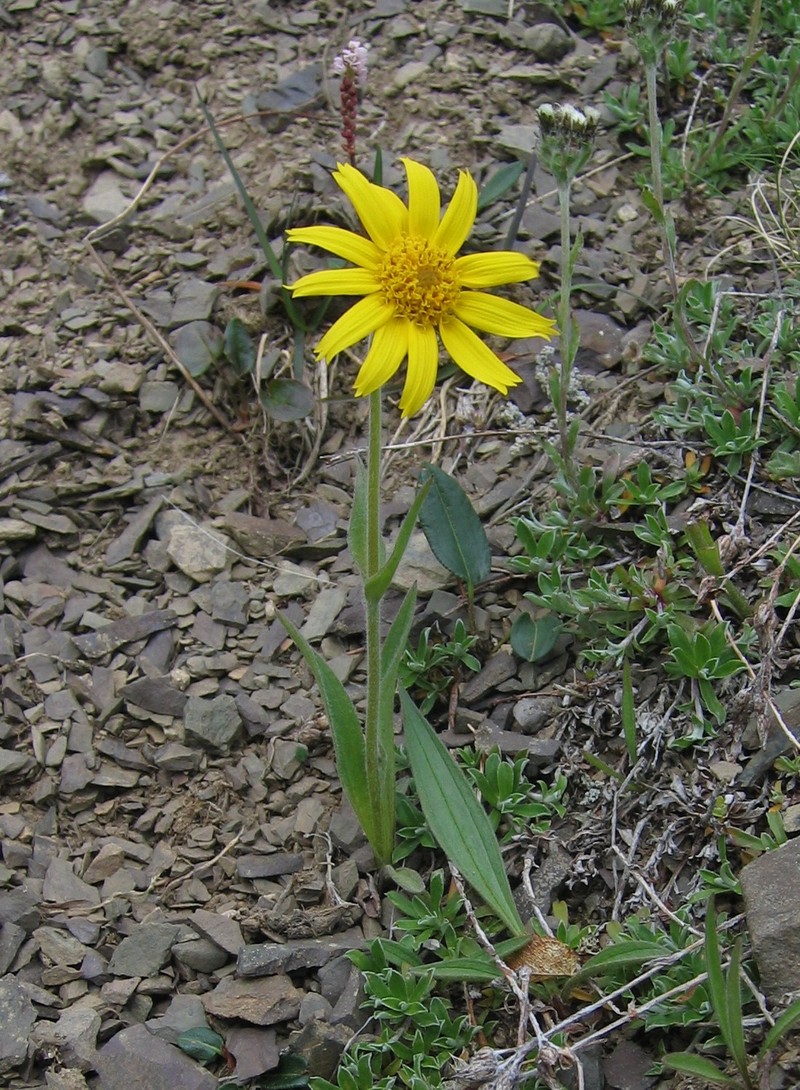Narrowleaf Arnica