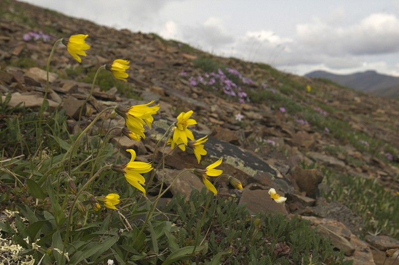 Narrowleaf Arnica photo 2