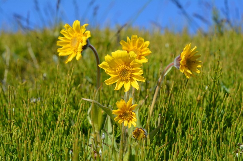 Narrowleaf Arnica photo 4
