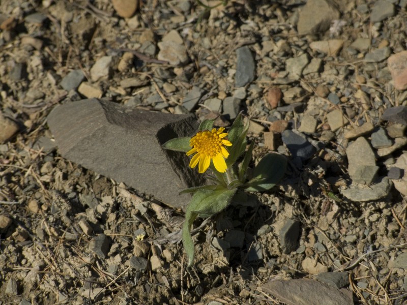 Narrowleaf Arnica photo 5