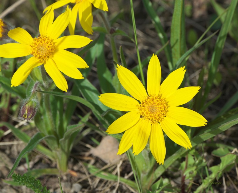Narrowleaf Arnica photo 6