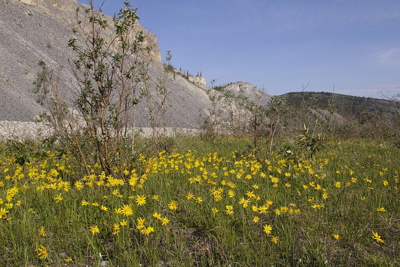 Narrowleaf Arnica photo 7