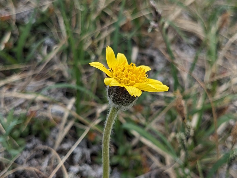 Arnica angustifolia subsp. angustifolia