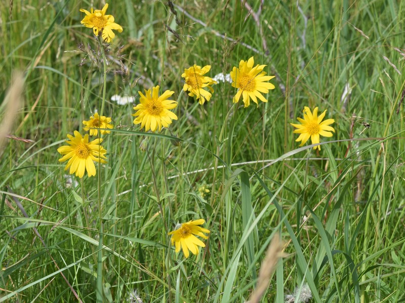 Arnica angustifolia subsp. angustifolia photo 2