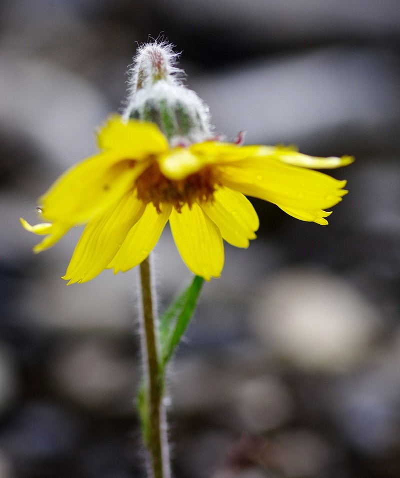 Arnica angustifolia subsp. angustifolia photo 3