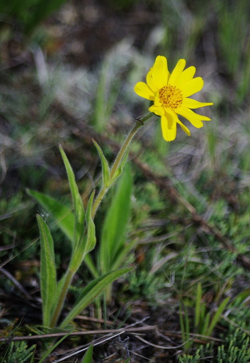Arnica angustifolia subsp. angustifolia photo 4