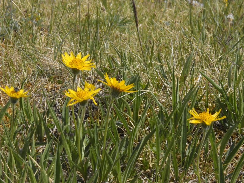Arnica angustifolia subsp. angustifolia photo 5
