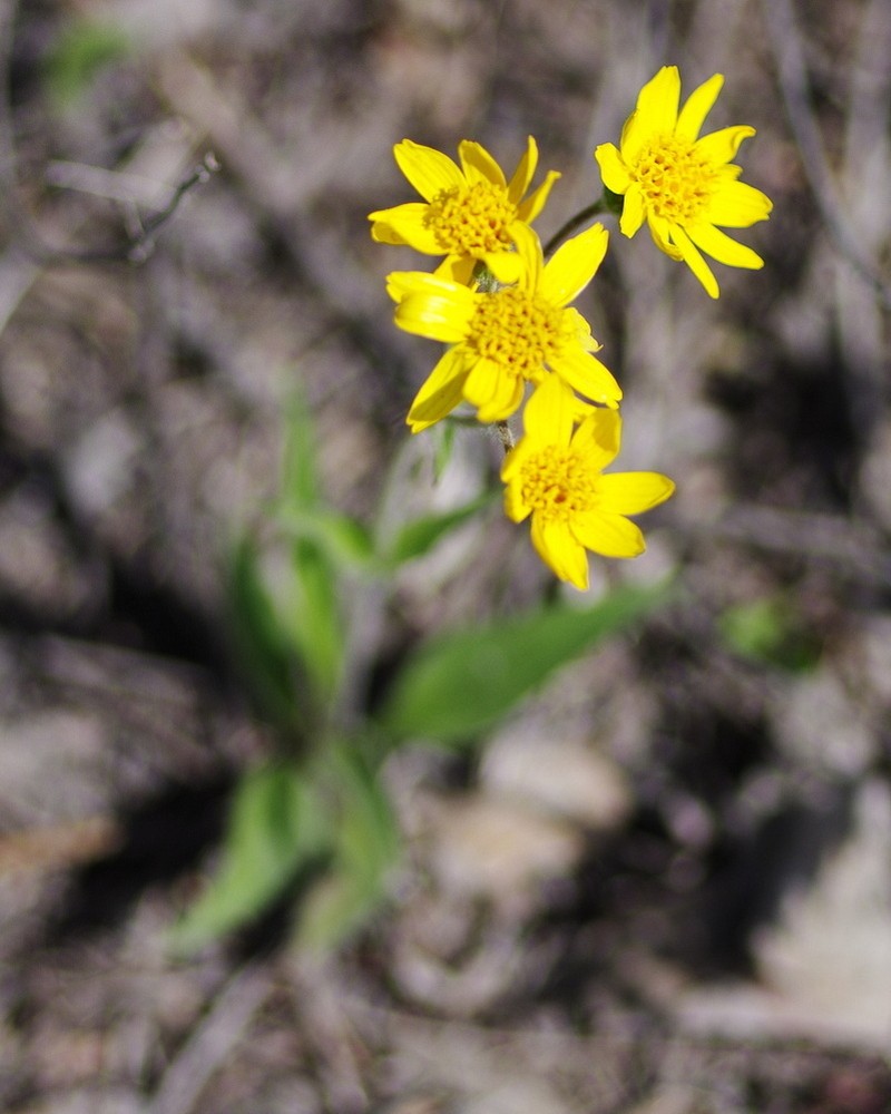 Arnica angustifolia subsp. angustifolia photo 6