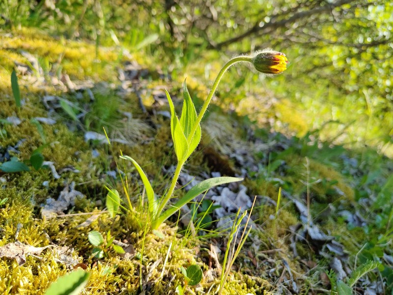 Arnica angustifolia subsp. iljinii photo 2