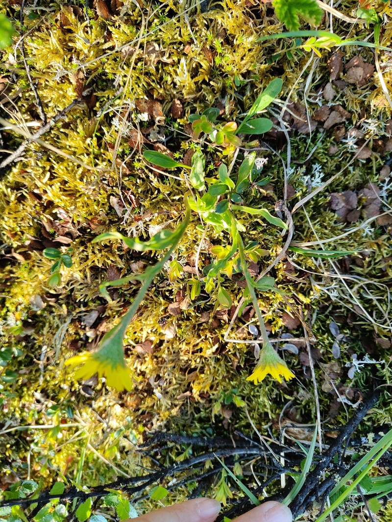 Arnica angustifolia subsp. iljinii photo 3