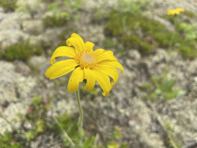 Arnica angustifolia subsp. iljinii photo 4
