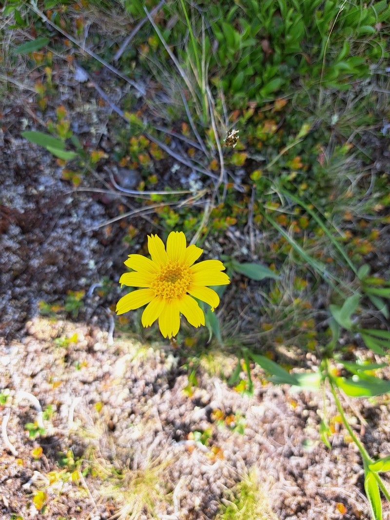 Arnica angustifolia subsp. iljinii photo 5