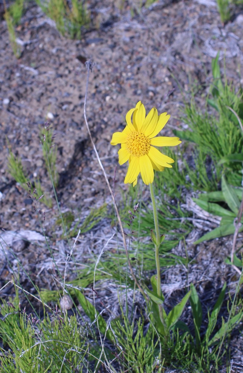 Arnica angustifolia subsp. iljinii