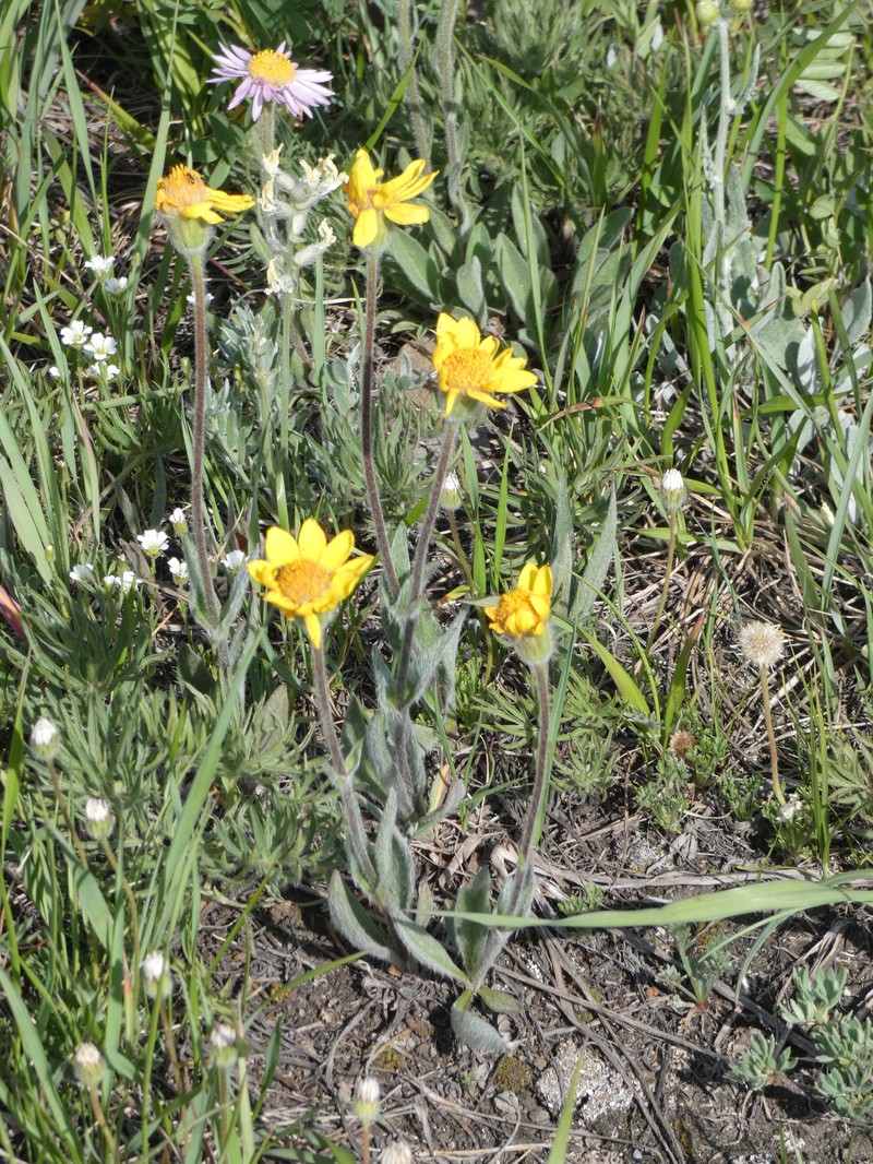 Arnica angustifolia subsp. tomentosa