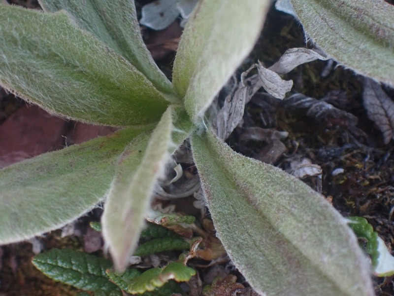Arnica angustifolia subsp. tomentosa photo 2