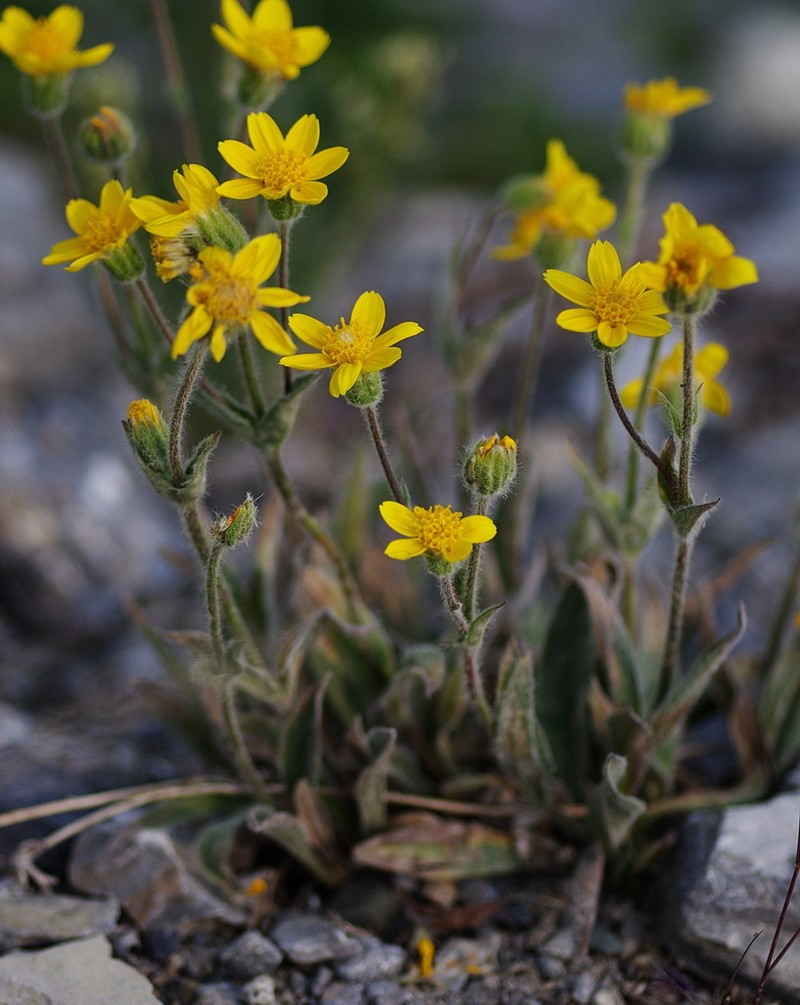 Arnica angustifolia subsp. tomentosa photo 3