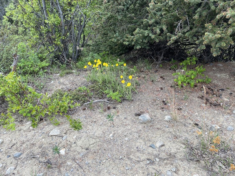 Arnica angustifolia subsp. tomentosa photo 4