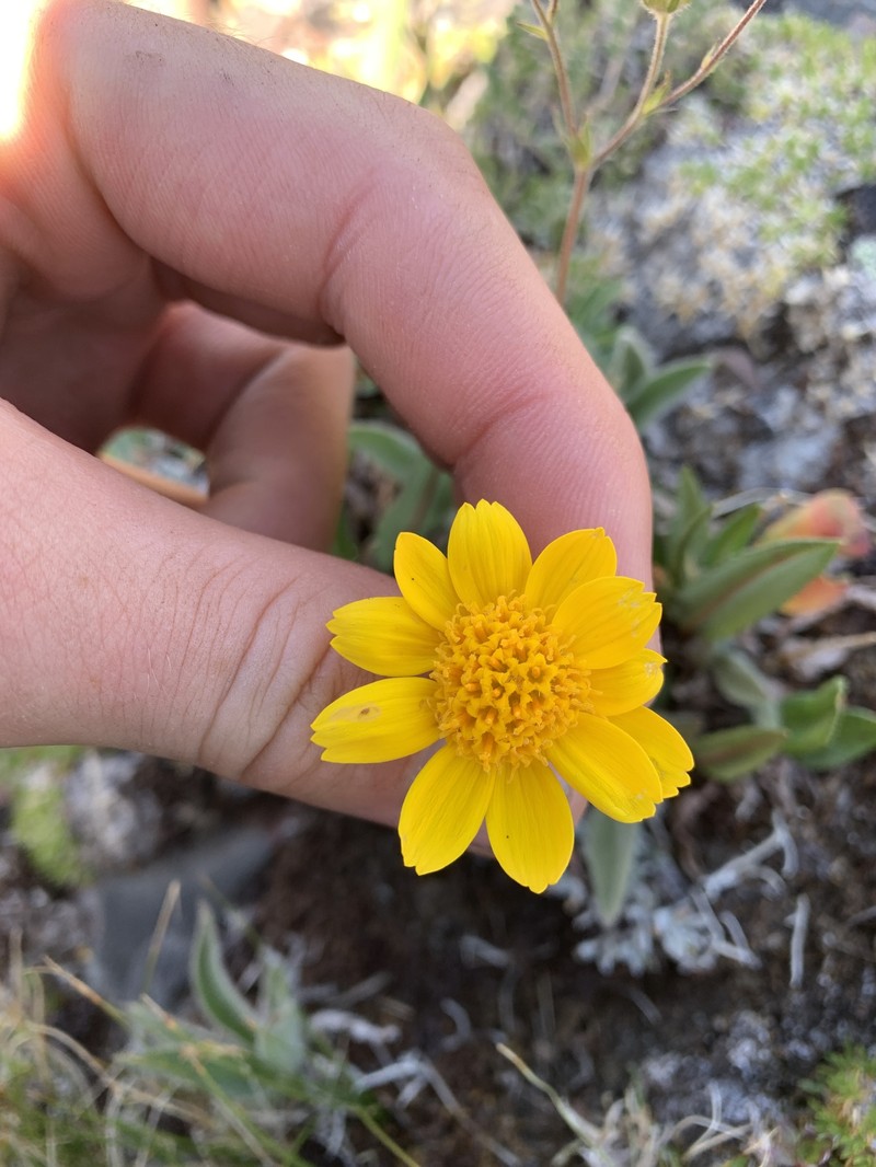 Arnica angustifolia subsp. tomentosa photo 5
