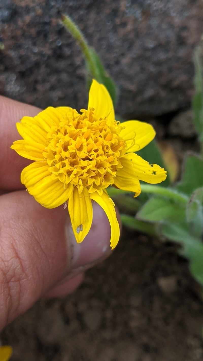 Arnica angustifolia subsp. tomentosa photo 6