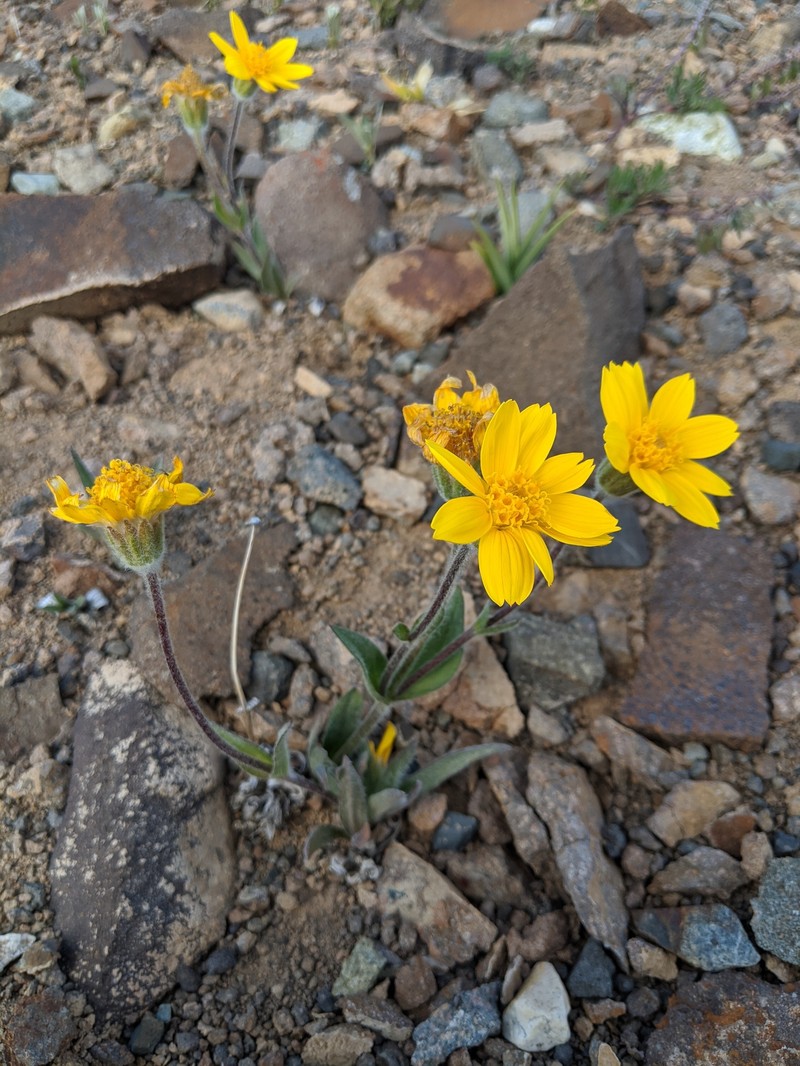 Arnica angustifolia subsp. tomentosa photo 7