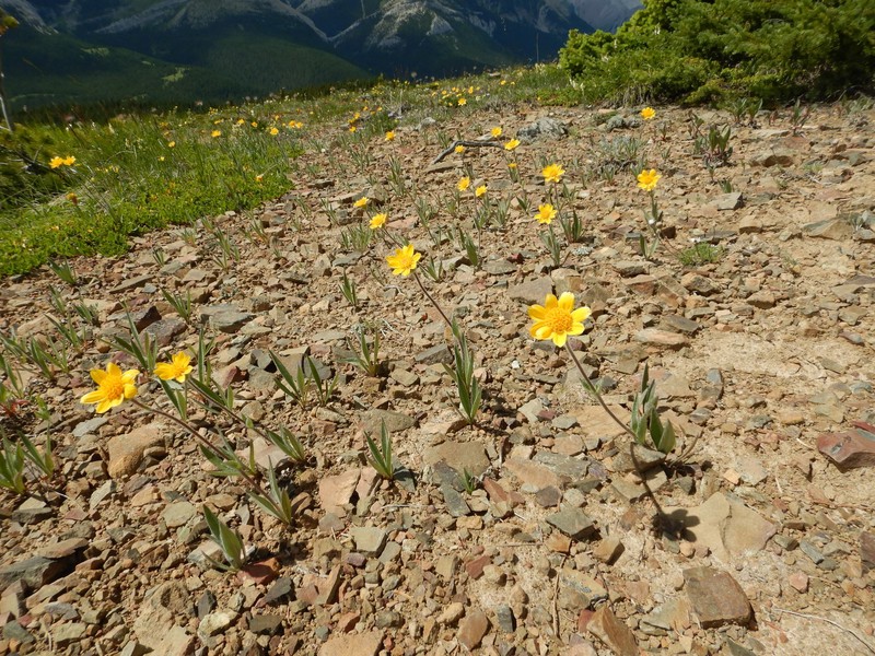 Arnica angustifolia subsp. tomentosa photo 8