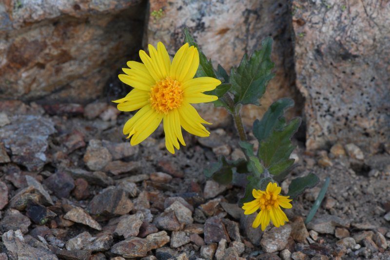 Serpentine Arnica