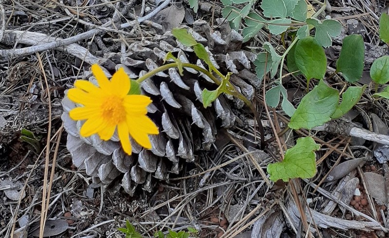 Serpentine Arnica photo 2