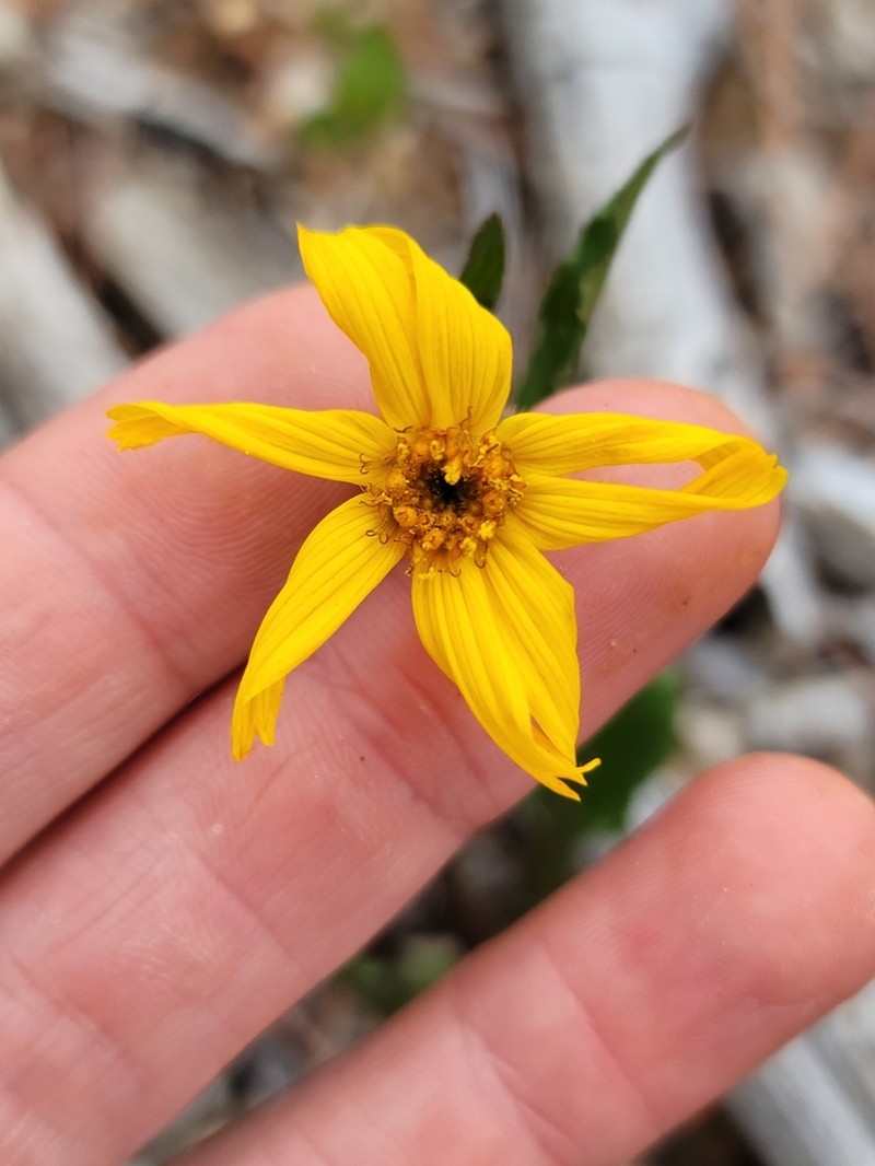 Serpentine Arnica photo 3
